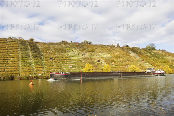Barge MINVERVA travelling on the Neckar. Vineyards in autumn. Stuttgart, Baden-Württemberg, Germany, Europe