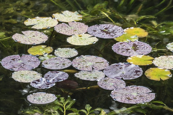 Water lily leaves (Nymphaea) in autumn leaves with raindrops, Emsland, Lower Saxony, Germany, Europe