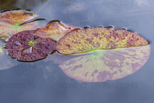 Water lily leaves (Nymphaea) in autumn leaves with raindrops, Emsland, Lower Saxony, Germany, Europe