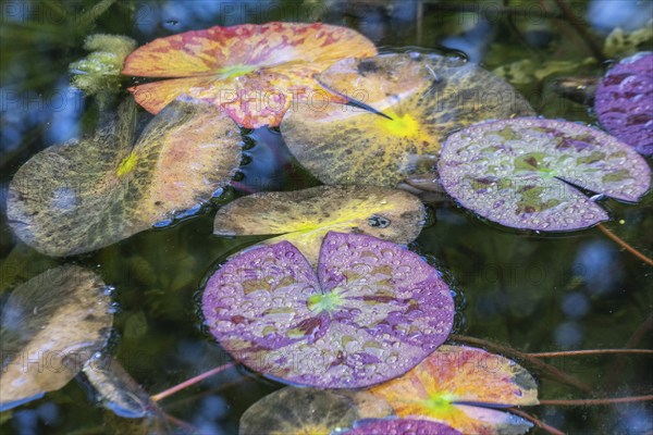 Water lily leaves (Nymphaea) in autumn leaves with raindrops, Emsland, Lower Saxony, Germany, Europe