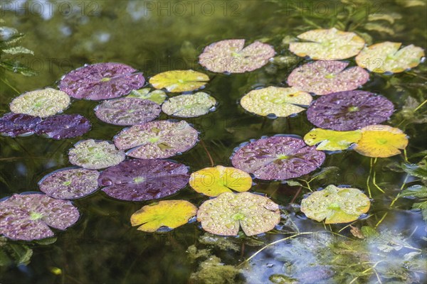 Water lily leaves (Nymphaea) in autumn leaves with raindrops, Emsland, Lower Saxony, Germany, Europe