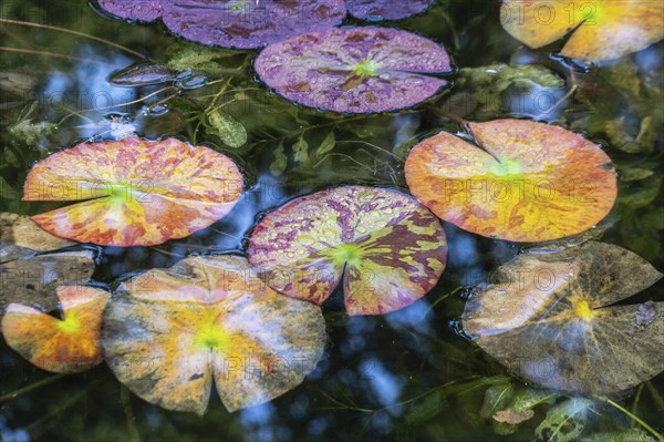 Water lily leaves (Nymphaea) in autumn leaves with raindrops, Emsland, Lower Saxony, Germany, Europe