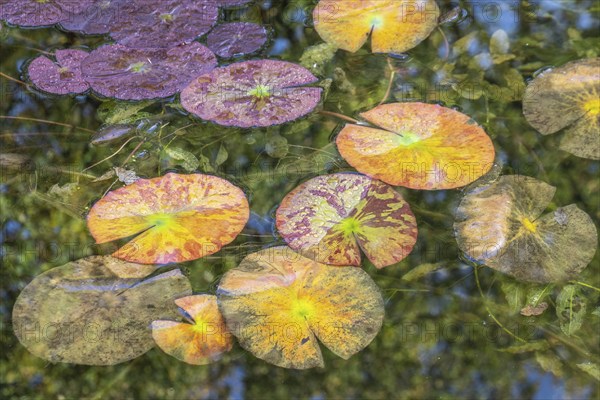 Water lily leaves (Nymphaea) in autumn leaves with raindrops, Emsland, Lower Saxony, Germany, Europe