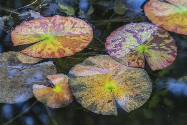 Water lily leaves (Nymphaea) in autumn leaves with raindrops, Emsland, Lower Saxony, Germany, Europe