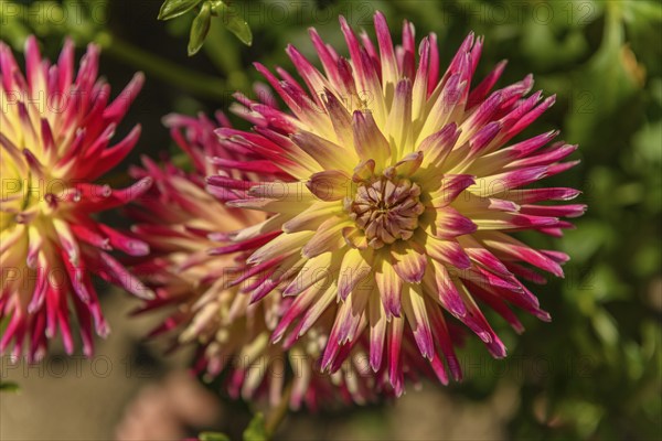 Dahlia flowers growing in a french garden park