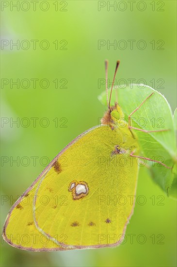 Clouded Yellow (Colias croceus) posed in the vegetation of a meadow in spring. Alsace, Grand est, France, Europe