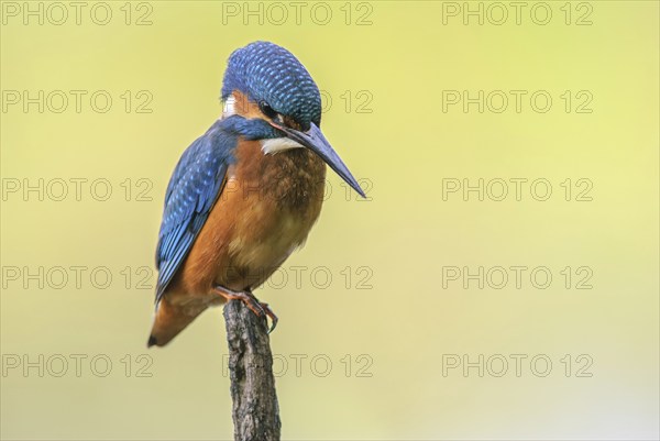 Kingfisher perched on a branch above the water of a pond