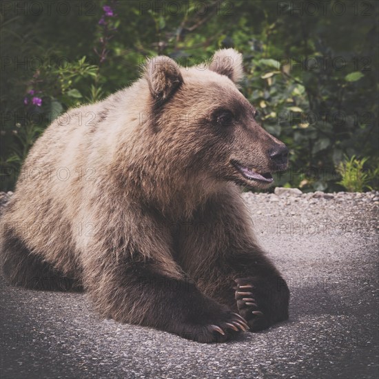Hungry and angry wild Kamchatka brown bear lies and look away. Eurasia, Russian Far East, Kamchatka Peninsula. Brown vintage toned picture with Instagram filter. Ready for social media