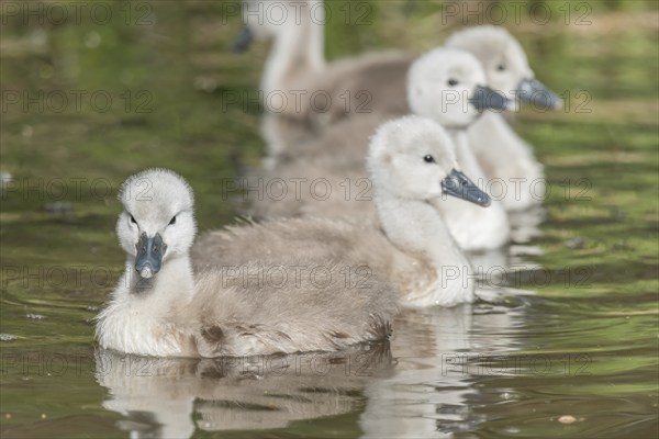 Mute swan chicks (Cygnus olor) swiming in a river in spring. Alsace, France, Europe