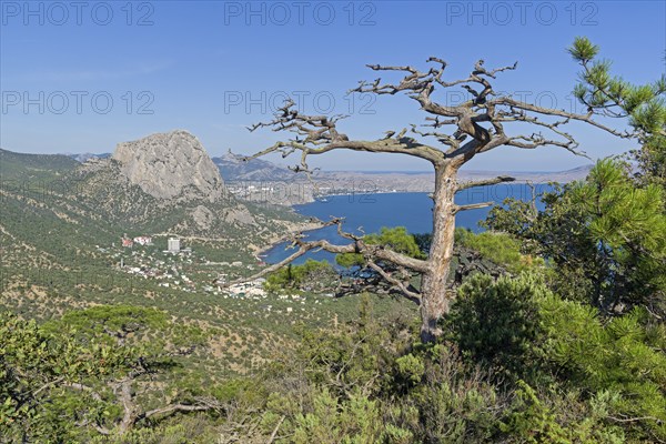 Dead relic pine on a mountain slope. Sunny summer day. Novyy Svet, Crimea