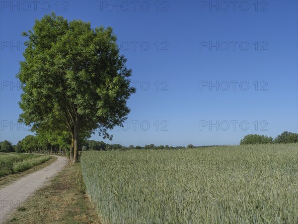 A wheat field with a single tree and a clear blue sky, quiet, idyllic landscape, borken, münsterland, germany