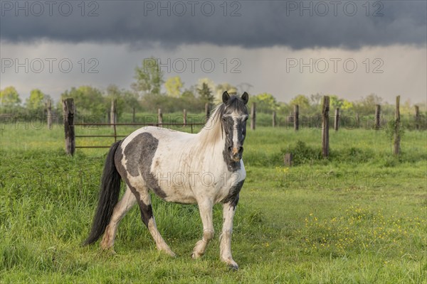 Horse in a pasture in spring. Bas Rhin, Alsace, France, Europe