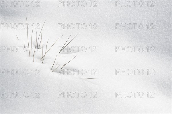 Winter plants blooming through the white fresh snow. Nature background textures