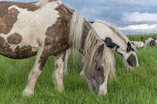 Irish cob horses in a pasture in spring. In the French countryside, horses go out into the meadows to graze on the fresh grass