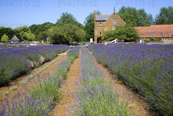 Lavender plants at Norfolk Lavender garden centre attraction, Heacham, Norfolk, England, United Kingdom, Europe