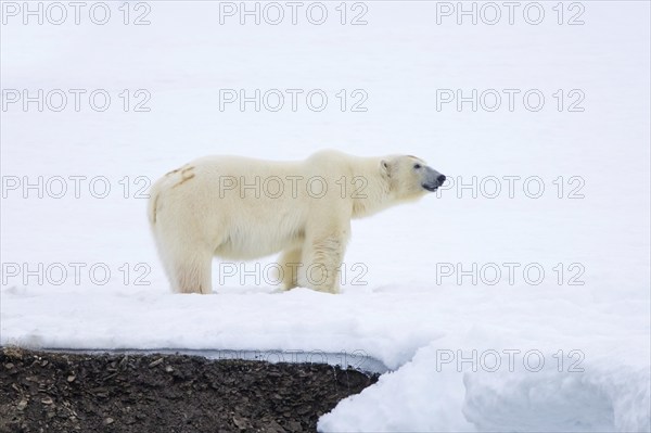Solitary polar bear (Ursus maritimus), marked with painted number, hunting on snow plain along the Svalbard coast, Spitsbergen, Norway, Europe