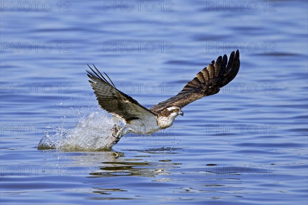 Western osprey (Pandion haliaetus) catching fish in its talons from water surface of lake in late summer