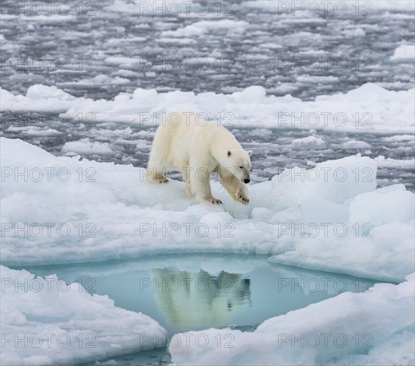 Polar bear (Ursus maritimus) on the pack ice at 82 degrees north reflected in the water, Svalbard Island, Svalbard archipelago, Svalbard and Jan Mayen, Norway, Europe