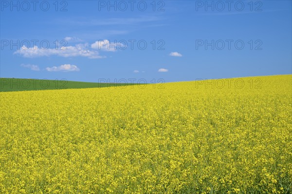 Field with yellow rape and green meadow, above a bright blue sky, Mönchberg, Miltenberg, Spessart, Bavaria, Germany, Europe