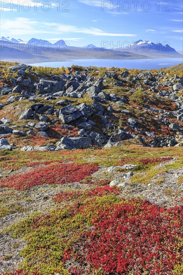 Autumn coloured blueberry bushes, red, sunny, stones, autumn, mountains, Stora Sjöfallet National Park, Kungsleden, view of Akka, Laponia, Lapland, Sweden, Europe