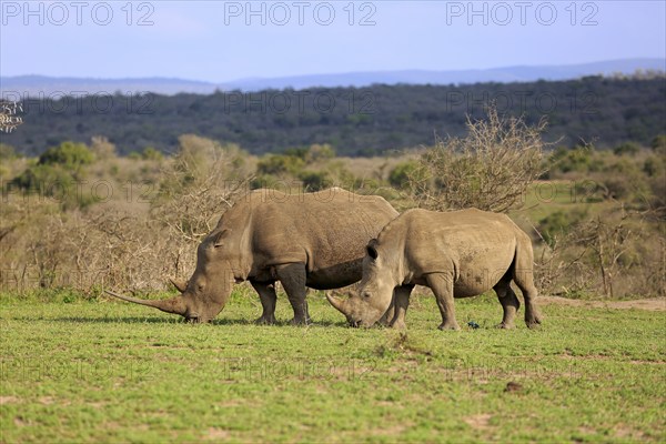 White rhino, white rhino (Ceratotherium simum), adult female feeding with young, foraging, two animals, Hluhluwe Umfolozi National Park, Hluhluwe iMfolozi National Park, KwaZulu Natal, South Africa, Africa