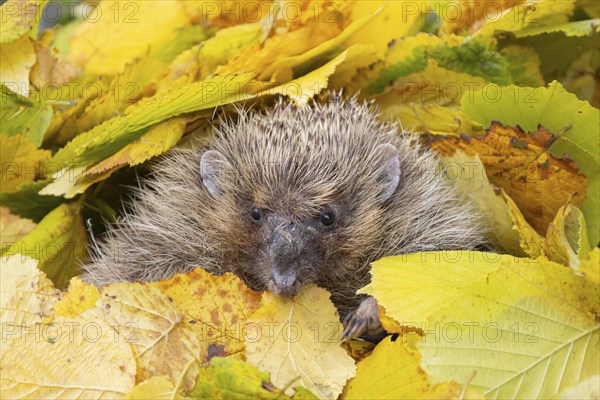 European hedgehog (Erinaceus europaeus) adult animal resting amongst fallen autumn leaves, Suffolk, England, United Kingdom, Europe