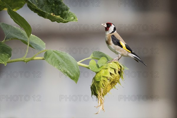 A european goldfinch (Carduelis carduelis) sitting on a faded sunflower with green leaves in the background, Hesse, Germany, Europe