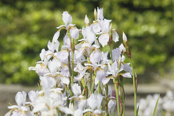 Siberian iris (Iris sibirica), flowers, North Rhine-Westphalia, Germany, Europe