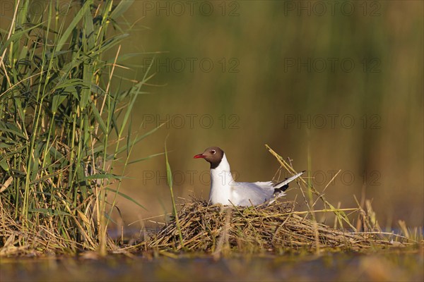 Black-headed gull (Larus ridibundus), breeding at the nest, Hides de El Taray / Floating Hid, Villafranca de los Caballeros, Castilla La Mancha / Toledo, Spain, Europe