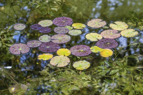 Water lily leaves (Nymphaea) in autumn leaves with raindrops, Emsland, Lower Saxony, Germany, Europe