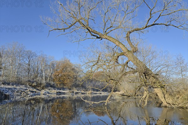 River landscape in winter with hoarfrost, reflection on the water surface, blue sky, North Rhine-Westphalia, Germany, Europe