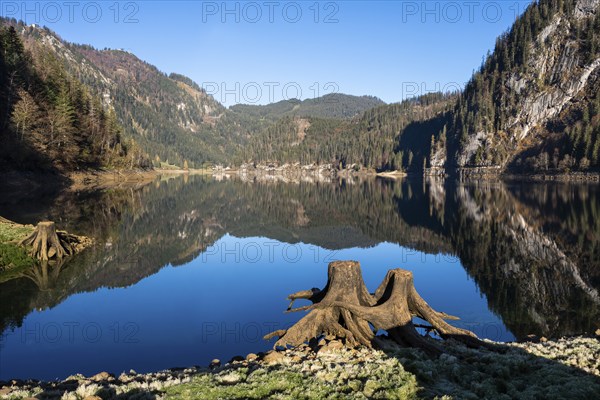 The Vordere Gosausee in autumn with a view of the Gasthof Gosausee. Two uprooted tree stumps in the foreground. Reflection. Blue sky, good weather. Vorderer Gosausee, Gosau, Gosau Valley, Salzkammergut, Upper Austria, Austria, Europe