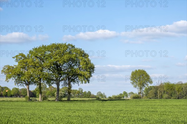 Trees standing on a green field under a blue, slightly cloudy sky, Münsterland, North Rhine-Westphalia, Germany, Europe
