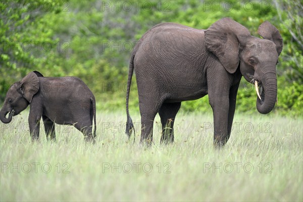 African forest elephants (Loxodonta cyclotis) in a clearing in Loango National Park, Parc National de Loango, mother with young, Ogooué-Maritime Province, Gabon, Africa
