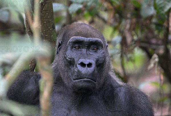 Western lowland gorilla (Gorilla gorilla gorilla), male animal, silverback, Loango National Park, Parc National de Loango, Ogooué-Maritime Province, Gabon, Africa