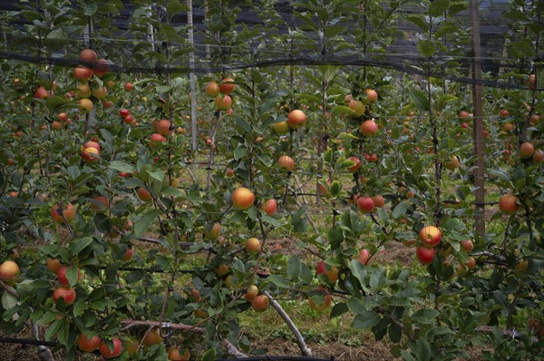 Golden Delicious apple variety, apple orchard, fruit orchard, agriculture, agribusiness, Schenna, Scena, South Tyrol, Autonomous Province of Bolzano, Italy, Europe