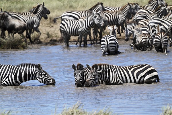 Zebras (Equus burchelli) and blue wildebeests (Connochaetes taurinus) by the pond, Serengeti National Park, Tanzania, Africa