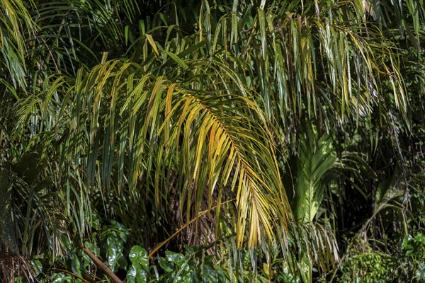 Palm tree, Details in the jungle, Dense vegetation, Tortuguero National Park, Costa Rica, Central America