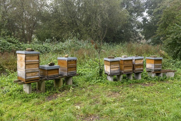 Beehives stand in a green meadow, surrounded by trees and nature, biotope, Baden-Württemberg, Germany, Europe