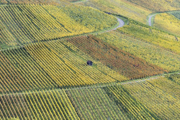 Vineyards in autumn, Rotenberg, Stuttgart, Baden-Württemberg, Germany, Europe