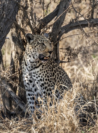 Leopard (Panthera pardus) sitting in dry grass, adult female, Kruger National Park, South Africa, Africa