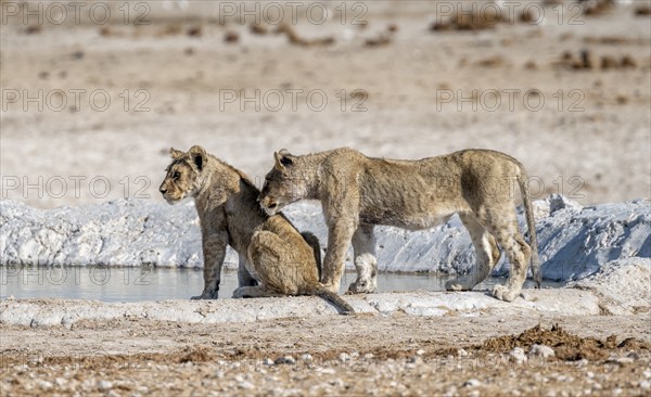 Lions (Panthera leo), two cubs at the waterhole, Nebrowni waterhole, Etosha National Park, Namibia, Africa