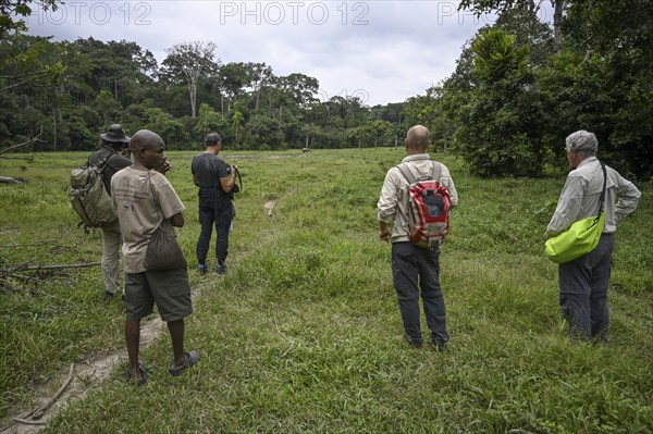 Tourists tracking elephants near Baï-Hokou, Dzanga-Ndoki National Park, Unesco World Heritage Site, Dzanga-Sangha Complex of Protected Areas (DSPAC), Sangha-Mbaéré Prefecture, Central African Republic, Africa