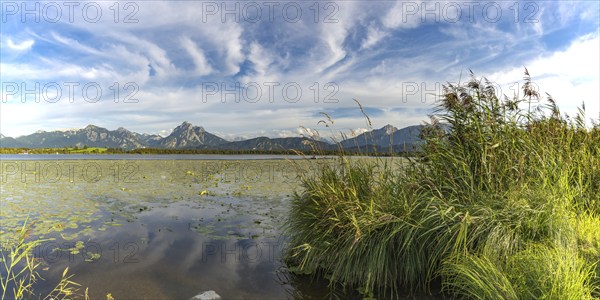 Lake Hopfensee, lakeshore with numerous water lilies, behind it the Tegelberg and the Säuling, Ammergau Alps, near Füssen, Ostallgäu, Allgäu, Upper Swabia, Swabia, Bavaria, Germany, Europe