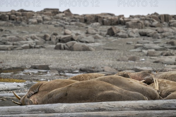 Resting walrus (Odobenus rosmarus), walrus, Kiepertøya, Svalbard and Jan Mayen archipelago, Norway, Europe