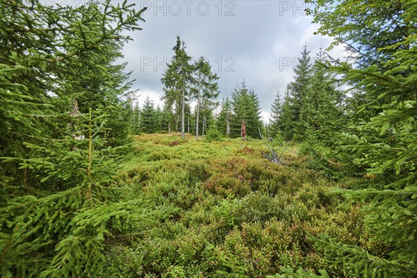 Vegetation with Norway spruce (Picea abies) and colored European blueberry (Vaccinium myrtillus) on Mount Lusen in late summer, Bavarian Forest, Bavaria, Germany, Europe