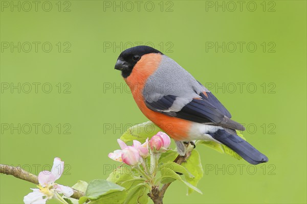 Eurasian bullfinch (Pyrrhula pyrrhula) male sitting on a branch with apple blossoms, bullfinch, songbird, birds, wildlife, Siegerland, North Rhine-Westphalia, Germany, Europe