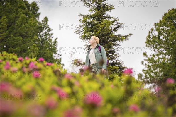 Woman in the middle of a blooming landscape, surrounded by pink flowers and green fir trees, Penken, Zillertal. Austria
