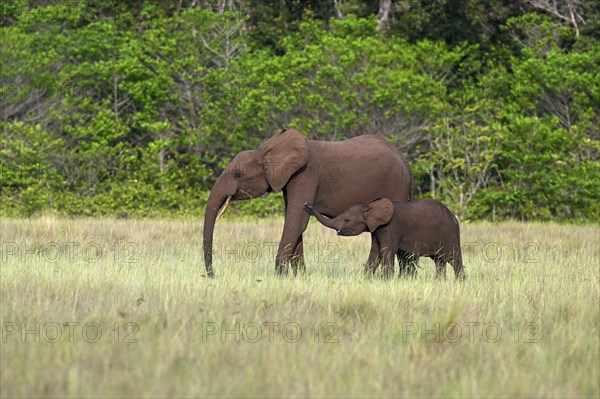 African forest elephants (Loxodonta cyclotis) in a clearing in Loango National Park, Parc National de Loango, mother with young, Ogooué-Maritime Province, Gabon, Africa