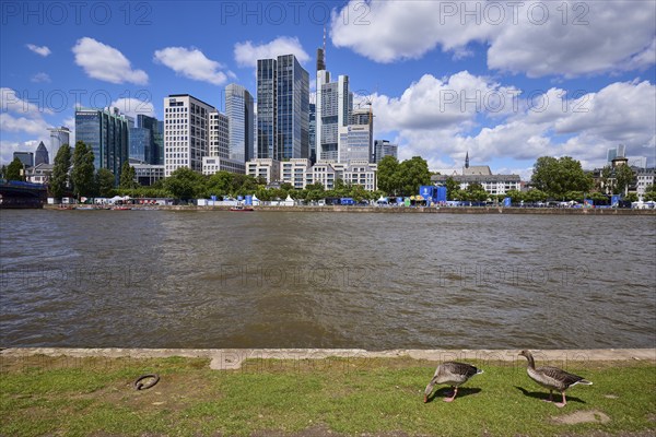 Skyline with river bank, grey geese (Anser anser), Main river and skyscrapers under blue sky with cumulus clouds in Frankfurt am Main, Hesse, Germany, Europe